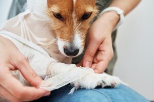 Alergia em cães