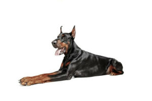 Raça Doberman