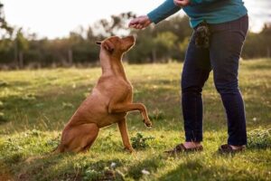 treinamento de cães