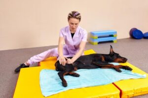 Fisioterapia em cães