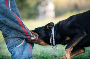 Perros Agresivos