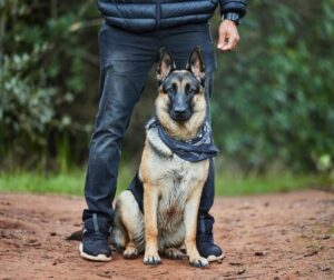 Perros de Guarda