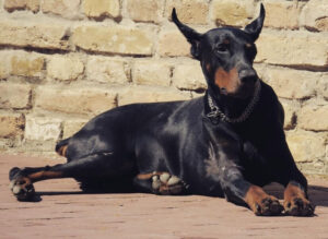 Dóberman Pinscher