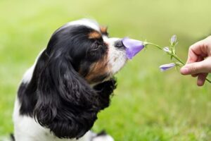 Olfato Canino