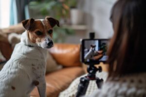 Fotografiar a Tu Perro