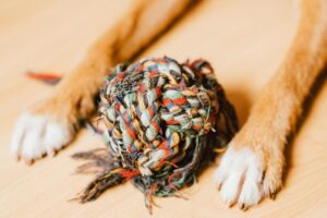 Juguetes Caseros para Perros