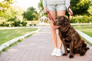 Entrenamiento Canino