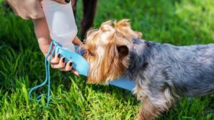 Hidratación para Perros