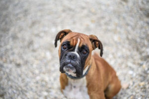 Perro Boxer