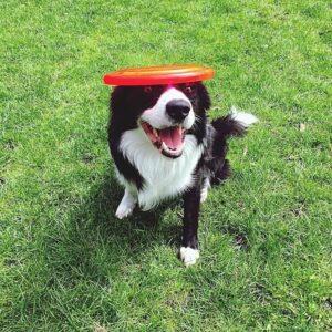Trucos Divertidos para Perro