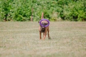 Perros con Habilidades Extraordinarias