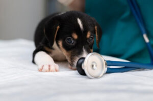 Perros que Superaron Desafíos de Salud