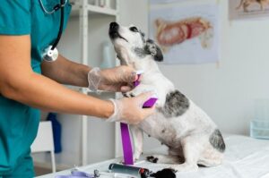 Examen Veterinario