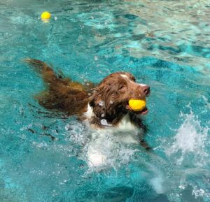 Actividades Acuáticas para Perros