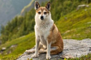 Razas de Perros Raras