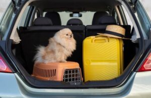 Perros para Viajar en Coche