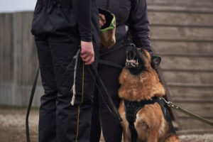 Perros y Sus Habilidades de Detección